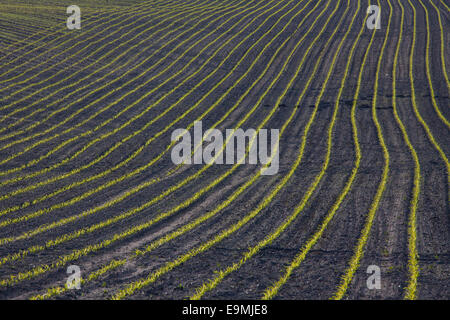 Mais Mais Zea Mays junge Stiele Außendienst Deutschland Stockfoto