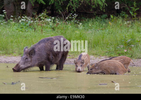 Wildschwein Sus Scrofa säen Ferkel Wald Teich Deutschland Stockfoto