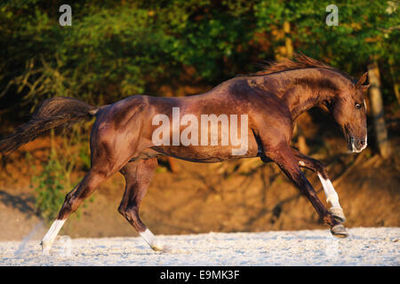 Achal-Tekkiner Chestnut Hengst Galopp Strand Stockfoto