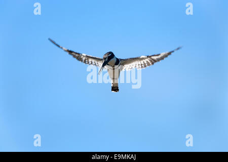 Pied Kingfisher, Ceryle Rudis, schwebt über dem Wasser im Kruger National Park, Mpumulanga, Südafrika Stockfoto