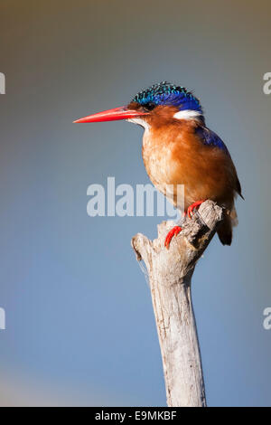 Malachit-Eisvogel, Alcedo Cristata, Intaka Island, Cape Town, Südafrika Stockfoto