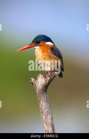 Malachit-Eisvogel, Alcedo Cristata, Intaka Island, Cape Town, Südafrika, Stockfoto