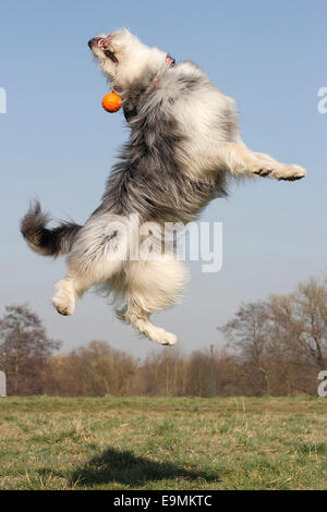 Berger Picard-Mix für Ball Deutschland springen Stockfoto