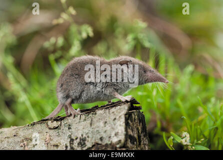 Weißzahnspitzenspitzel (Crocidura russula). Erwachsener auf einem Log Deutschland Stockfoto