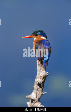 Malachit-Eisvogel (Alcedo Cristata), Intaka Island, Cape Town, Südafrika, Stockfoto