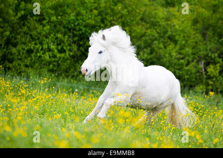 Isländische Pferd grau Wallach im Galopp Weide Österreich Stockfoto