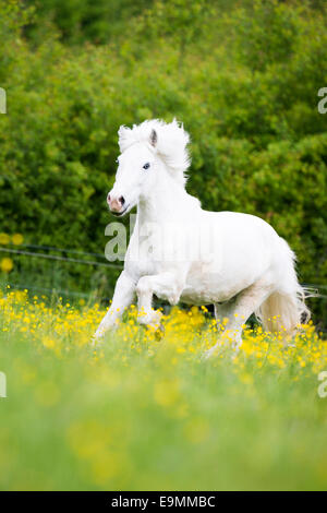 Isländische Pferd grau Wallach im Galopp Weide Österreich Stockfoto