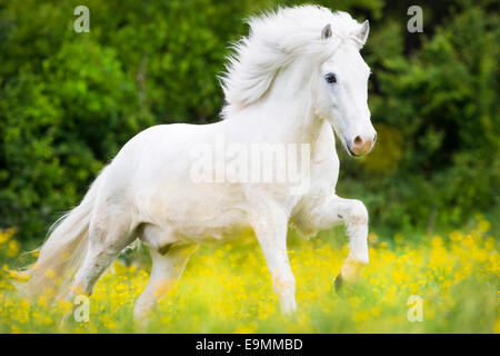 Isländische Pferd grau Wallach im Galopp Weide Österreich Stockfoto