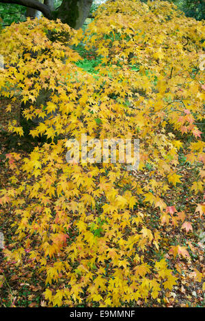 Acer Palmatum Amoenum. Japanischer Ahornbaum im Herbst Stockfoto