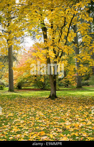 Carya Tomentosa Mockernut Hickory im Herbst im Westonbirt Arboretum. Gloucestershire, England Stockfoto