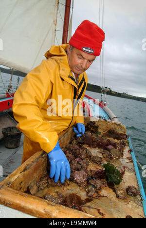 Austernfischen in der FAL-Mündung, Cornwall, Großbritannien. Stockfoto