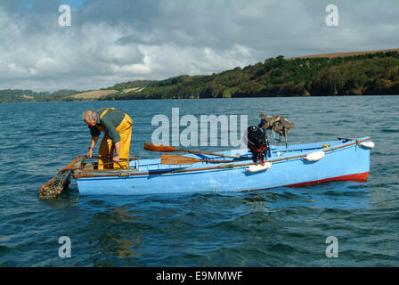 Austernfischen in der FAL-Mündung, Cornwall, Großbritannien. Stockfoto