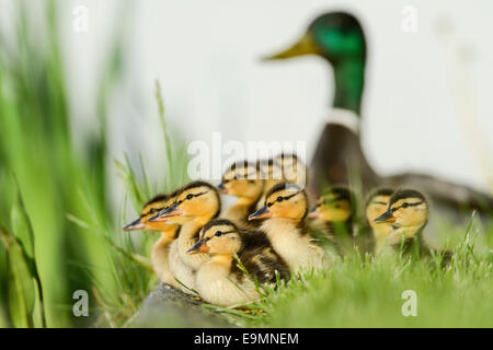 Stockente (Anas Platyrhynchos), eine Gruppe von Entenküken mit Drake an der Rückseite, Hamburg, Deutschland Stockfoto