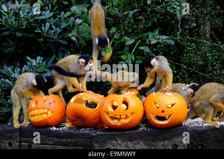 London, UK. 30. Oktober 2014. ZSL London Zoo feiert Halloween indem Leckereien zu Einwohner einschließlich der Pinguine, Totenkopfäffchen, Galapagos-Riesenschildkröten und Tiger Credit: Rachel Megawhat/Alamy Live News Stockfoto