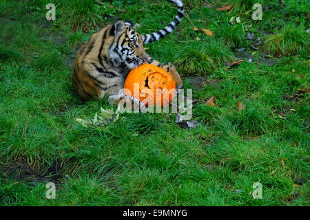 London, UK. 30. Oktober 2014. ZSL London Zoo feiert Halloween indem Leckereien zu Einwohner einschließlich der Pinguine, Totenkopfäffchen, Galapagos-Riesenschildkröten und Tiger Credit: Rachel Megawhat/Alamy Live News Stockfoto