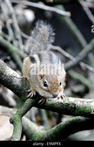 Brno, Tschechische Republik. 30. Oktober 2014. Streifenhörnchen ist im Zoo in Brno, Tschechische Republik, 30. Oktober 2014 gesehen. Bildnachweis: Vaclav Salek/CTK Foto/Alamy Live-Nachrichten Stockfoto