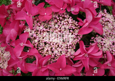 Blumen von Hydrangea Macrophylla 'Red Lacecap', unten Hortensie kleinen weiblichen Blüten umringt von größeren männlichen Blüten Stockfoto