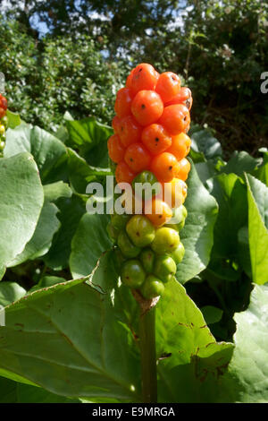 Herren und Damen oder Arum Lilie, Arum Maculatum giftig grün und orange Beeren. Stockfoto