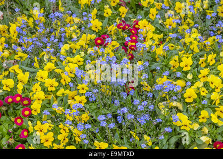 Frühlings-Blüte Stockfoto