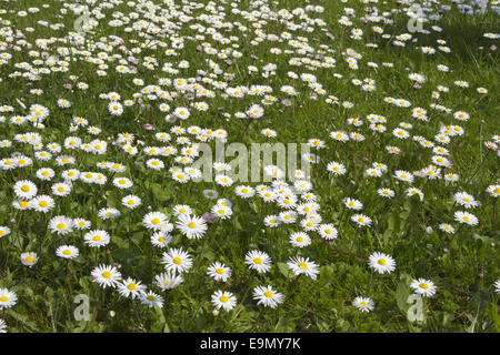 daisied grass Stockfoto