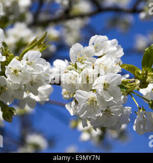 Apfelblüten Stockfoto