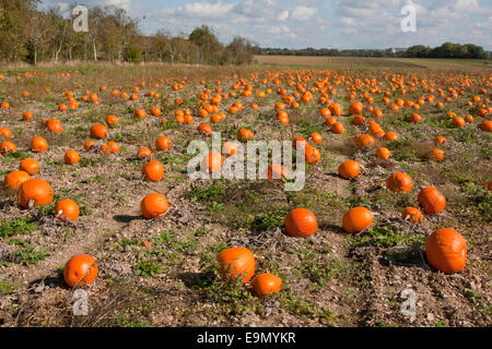 Kürbisse (Cucurbita Pepo) wächst in Hampshire, England Stockfoto