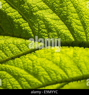 Gunnera manicata Stockfoto