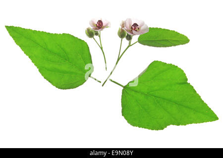 Eibisch (Althaia Officinalis) Stockfoto