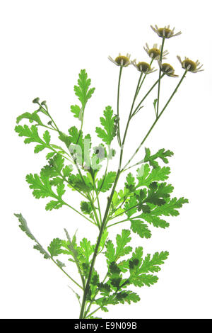 Mutterkraut (Tanacetum Parthenium) Stockfoto