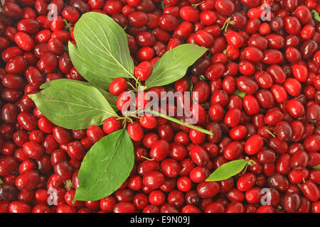 Kirschen der Kornelkirsche (Cornus Mas) Stockfoto