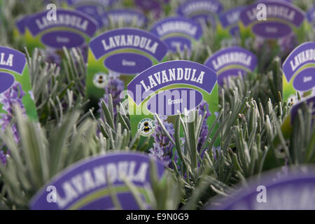 Jungpflanzen, Norfolk Lavender Farm, Heacham, Norfolk, East Anglia, England Stockfoto