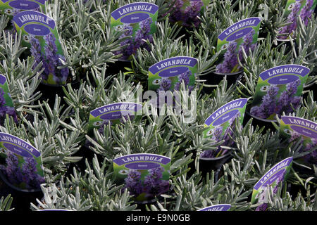 Jungpflanzen, Norfolk Lavender Farm, Heacham, Norfolk, East Anglia, England Stockfoto