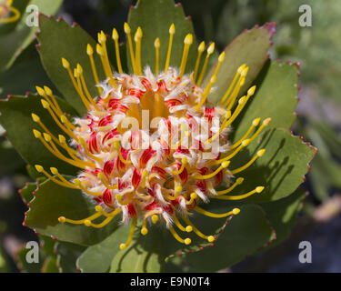 Proteaceae Stockfoto