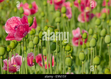 Schlafmohn, Papaver somniferum Stockfoto
