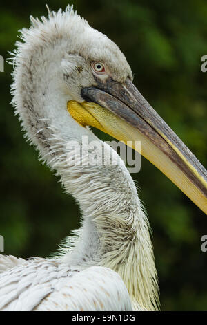 Krauskopfpelikan (Pelecanus Crispus) Stockfoto