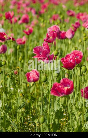 Schlafmohn, Papaver somniferum Stockfoto