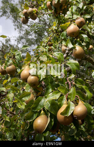 selbst angebauten Konferenz Birne (Pyrus Communis), England Stockfoto