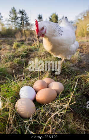 Freilandhaltung Sussex Henne mit Eiern. Stockfoto