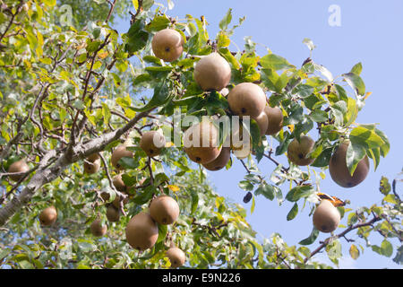 selbst angebauten Konferenz Birne (Pyrus Communis), England Stockfoto