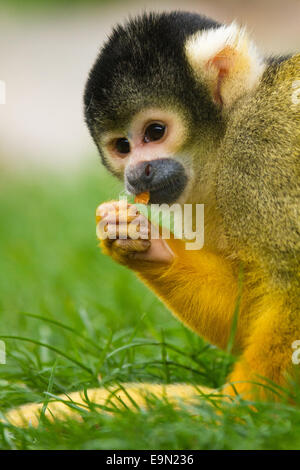 Totenkopfäffchen (Saimiri) Stockfoto