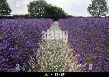 Norfolk Lavendel (Lavendula), lila und weiß, Heacham, Norfolk, East Anglia, England Stockfoto