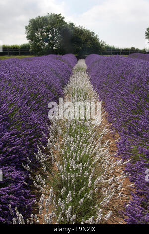 Norfolk Lavendel (Lavendula), lila und weiß, Heacham, Norfolk, East Anglia, England Stockfoto