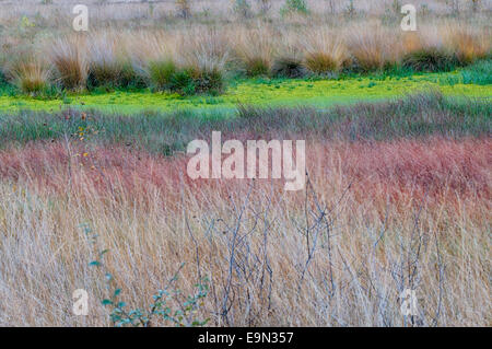 Impressionen im moor Stockfoto