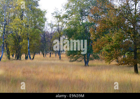 Impressionen im moor Stockfoto