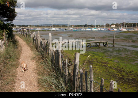 Itchenor, Dackel Hund zu Fuß auf Fußweg, Chichester Harbour, Männlichkeit Halbinsel, West Sussex, England Stockfoto