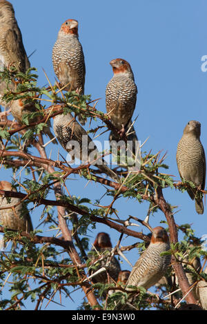 Rote Leitung Finken, Amadina Fasciata, strömen in Baum, Kgalagadi Transfrontier Park, Northern Cape, Südafrika Stockfoto