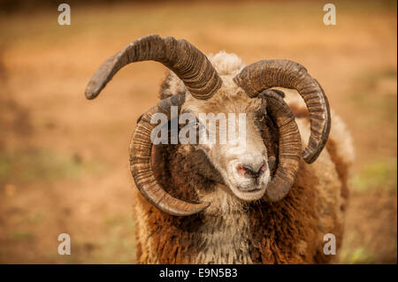 Ein Jakob Schafe mit bunter Wolle. Stockfoto
