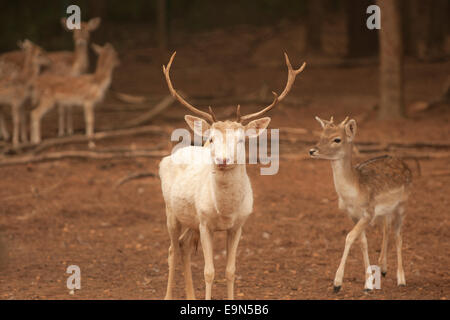 Ein paar Damhirsch mit einem weißen Bock. Stockfoto