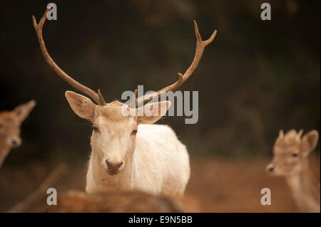 Eine weiße Damhirsch mit ein paar junges Reh. Stockfoto