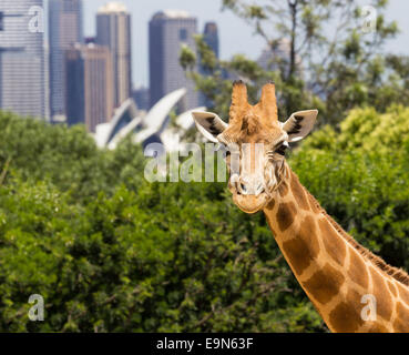 Giraffen mit einem fabelhaften Blick auf Sydney Stockfoto